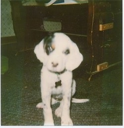 A white and black with brown Llewellin Setter puppy is sitting on a green carpet in front of a bed.