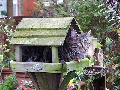 Max the Cat is laying inside of a wooden bird feeder that is shaped like a small house
