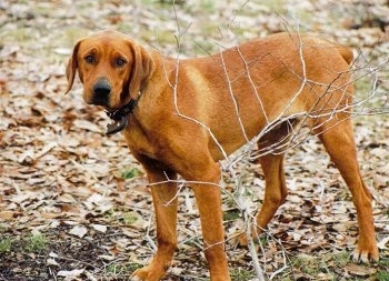 side view - A large-breed, red Rottweiler/Red-Tick Coonhound mix is standing in grass covered in leaves in front of a leafless bush.