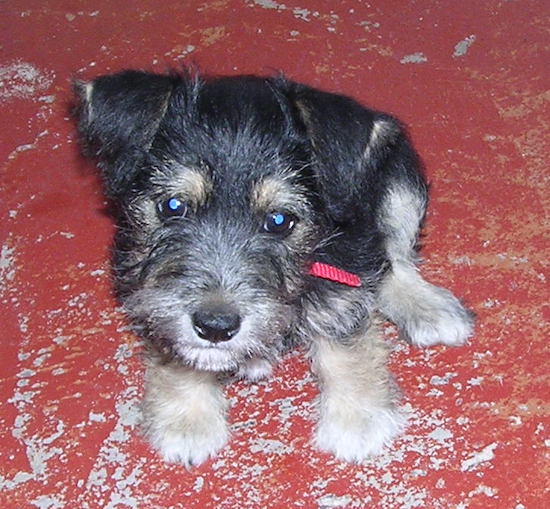 View from the top looking down at the dog - A wiry-looking, small, black with tan and white Miniature Schnauzer/Jack Russell Terrier mix puppy is sitting on a painted chipped red concrete surface.