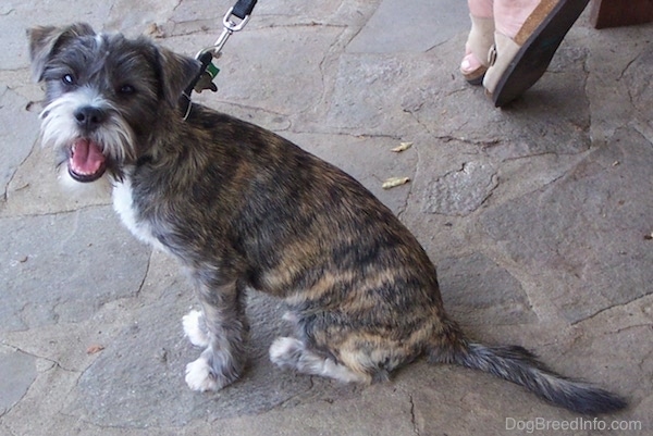 Left Profile - A smiling brown brindle Cairn Terrier/Corgi mix is sitting on a stone porch and there is a person sitting at a table behind it. It is looking to the left of its body.