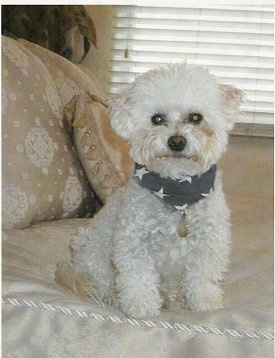 A curly-coated, white Malti-poo is sitting on a human's bed and looking forward wearing a bandana with white stars on it in front of a window with closed white blinds.
