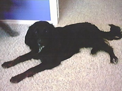 Side view - A black with white Markiesje is laying on a carpet and there is a blue wall behind it and an open doorway to the next room.