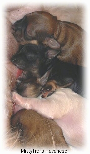 Close up - Four Newborn puppies are nursing.