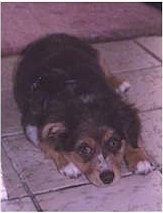 View from the front with the dog's head laying down between its front paws - A merle black with brown and white Miniature Australian Shepherd puppy is laying down on a white tiled floor.