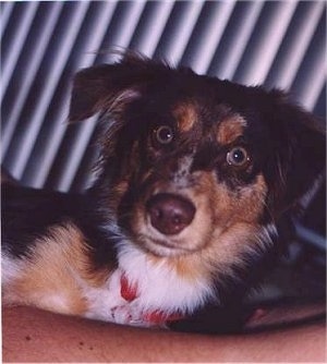Close up head shot - A merle brown with tan and white Miniature Australian Shepherd is laying on a persons chest