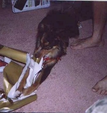 A brown with tan and white Miniature Australian Shepherd is tearing apart gold wrapping paper. There is a person next to it.