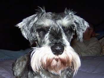 Close up front view head shot - A black with tan Miniature Schnauzer is laying on a bed and its eyes are closed.