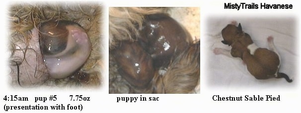 A combination of images that show the birth of a newborn puppy.