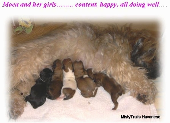 Five puppies are feeding off of their tan furry mother who is laying down on her side in front of them.