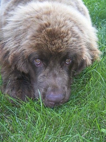 Front view head shot - A large, furry, brown Newfoundland puppy is laying in grass looking up. It looks like a bear.