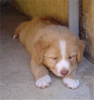 Front view - A young tan looking with white Nova Scotia Duck-Tolling Retriever puppy is laying out next to a concrete wall and it is looking down. Its nose is brown.