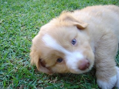 Close up head and upper body shot of a puppy laying on its side - A tan with white Nova Scotia Duck-Tolling Retriever puppy is laying outside in grass and it is looking forward. Its nose is brown.
