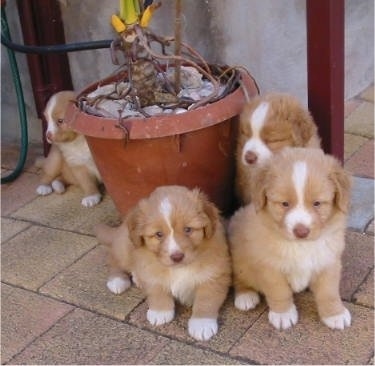 A litter of four Nova Scotia Duck-Tolling Retriever puppies are sitting around a potted plant. Three are sitting outside on a flagstone patio in front of the plant and one is sitting behind it.