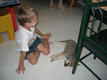 A small, tan with white Norwegian Buhund puppy is laying on its left side on a white tiled floor next to a laughing little boy and behind it is a green wooden chair.