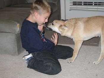 A tan with white Norwegian Buhund dog is licking the face of a boy who is kneeling down in front of it. They are on a tan carpet in a living room.