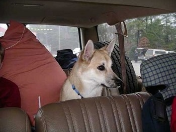 A tan with white Norwegian Buhund dog is sitting in the back of a vehicle with brown leather seats looking out of the window.
