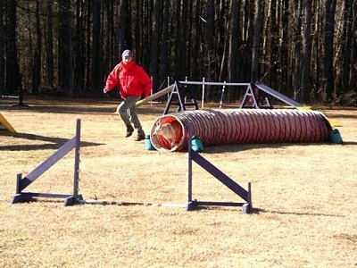 A tan with white Norwegian Buhund dog is coming out of an agility tube that it is running through. There is a person dressed in a red coat and blue jeans running the course with it.