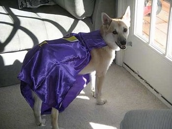 Back side view - A tan with white Norwegian Buhund dog is wearing a shiny purple cape  standing in front of a door that has the sun shining in looking back at the camera.