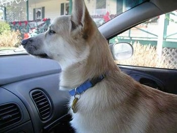 Side view - A tan with white Norwegian Buhund puppy is wearing a blue collar standing in the passenger side of a vehicle looking out of the front windshield.