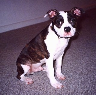 Side view - A brown brindle with white Olde Boston Bulldogge puppy is sitting on a carpet with its head turned towards the camera.