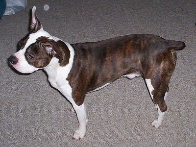 Left Profile - A brown brindle and white Olde Boston Bulldogge is standing on a carpet looking forward.