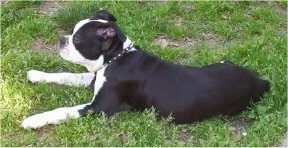 Left profile - A black with white Olde Boston Bulldogge is laying in grass looking forward.