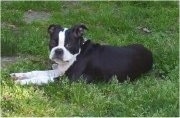 Side view - A black with white Olde Boston Bulldogge is laying in grass looking towards the camera.