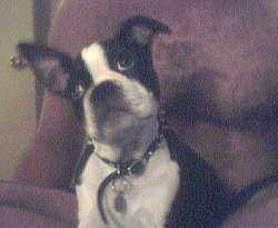 Front view upper body shot - A black with white Olde Boston Bulldogge puppy is sitting in a recliner. Its head is tilted to the left. One of its ears is up and the other is flopped over.
