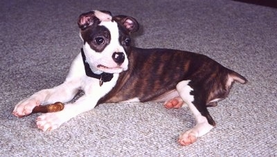 Side view - A brown brindle with white Olde Boston Bulldogge puppy is laying on a carpet looking to the right. There is a bone in its front paws.