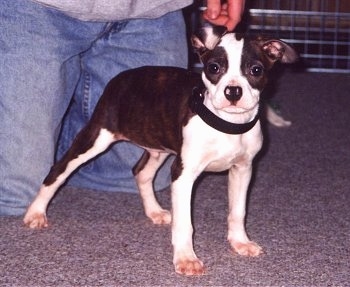 Front side view - A brown brindle with white Olde Boston Bulldogge Puppy is standing in front of a person dressed in blue jeans who is on their knees.