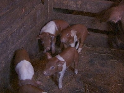 Five Piglets are standing against the wooden wall of a barm stall.