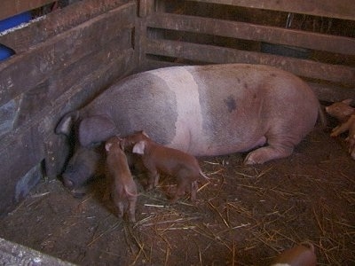 A huge adult pig in a barn stall with its babies - There is a black with pink pig laying in the corner of its enclosure.