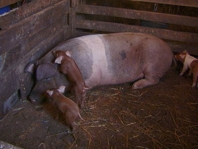 A large pig and its babies in a barn stall.