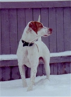 Front side view - A white with tan Pointer is standing in snow and it is looking to the right. Behind it is a wooden privacy fence.