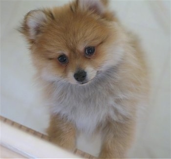 A tan with white Pomeranian puppy is standing up against a cabinet and it is looking up. It looks like a little stuffed fox toy.