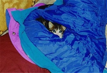 Tigger the Kitten is laying inside of a bright blue coat sleeve