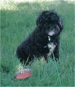 A black with white Peek-a-poo is sitting in medium sized grass. There is a grooming brush in front of it. The dog looks like it has a frown on its face.