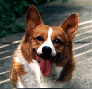 Close up - A red and white Pembroke Welsh Corgi is sitting on a sidewalk, it is looking forward, its head is slightly tilted to the right, its mouth is open, its tongue is sticking out and it looks like it is smiling.