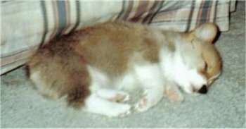 Side view - A small tan with white Pembroke Welsh Corgi puppy is sleeping on its side in front of a tan plaid couch.