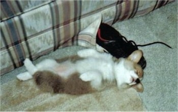 A tan with white Pembroke Welsh Corgi puppy is sleeping belly-up on its back and next to its head is a black sneaker shoe.