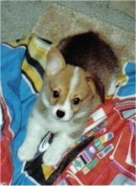 Top down view of a black with white and tan Pembroke Welsh Corgi Puppy that is sitting on a blanket and looking up.