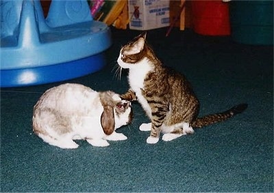 A Cat is sitting in front of a rabbit with one of its front paws on the bunnys head while looking forward