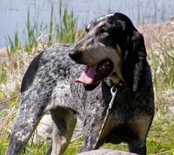 Front side view - A black and white with tan ticked Petit Bleu de Gascogne dog is standing in grass in front of a small rock, tall grass and a body of water. It is looking to the left with its mouth open and tongue out.
