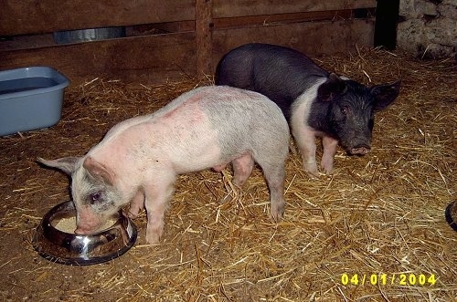 A pink with grey and white Piglet is eating food out of a silver bowl. There is a black with pink piglet standing behind it and looking forward inside of a barn stall.