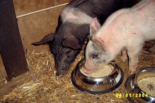 A black with white Piglet is eating hay off of the ground. Next to it is a pink with grey and white Piglet is eating out of a silver food bowl inside of a barn stall.