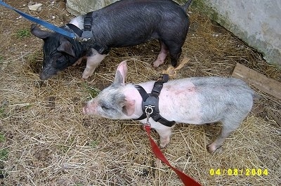 A black with pink Piglet and a pink with grey and white Piglet are wearing harnesses and they are looking to the left.