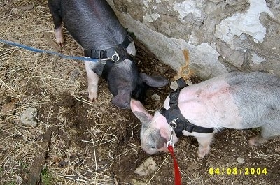 A black with pink Piglet and a pink with grey and white Piglet are rooting through dirt. They are wearing harnesses and are on leashes standing against a stone wall.