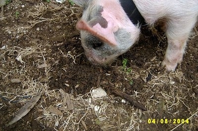 Close up - A pink with grey and white Piglet is rooting through dirt with its nose.