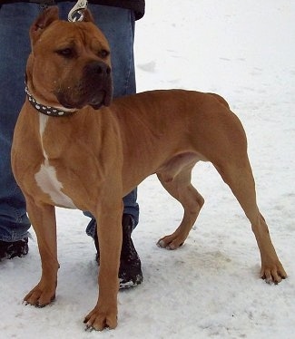 The front left side of a brown with white American Pit Bull Terrier with cropped ears and it is standing on snow. There is a person standing behind it.